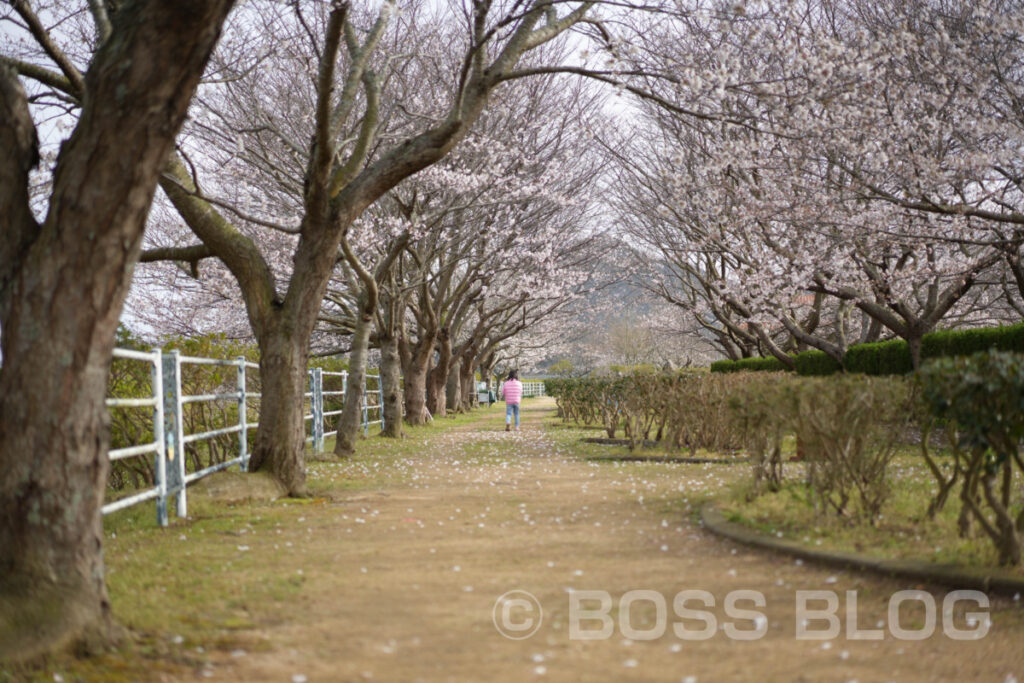 菊川のさくら