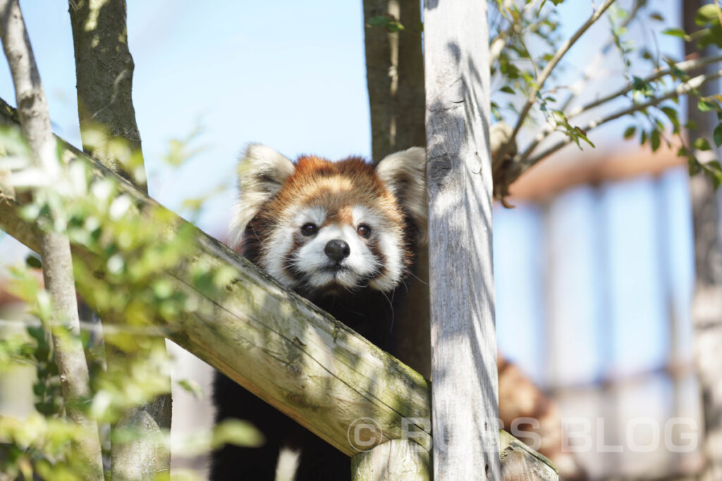 到津の森公園