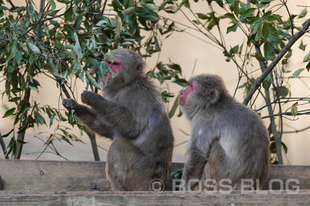 到津の森公園