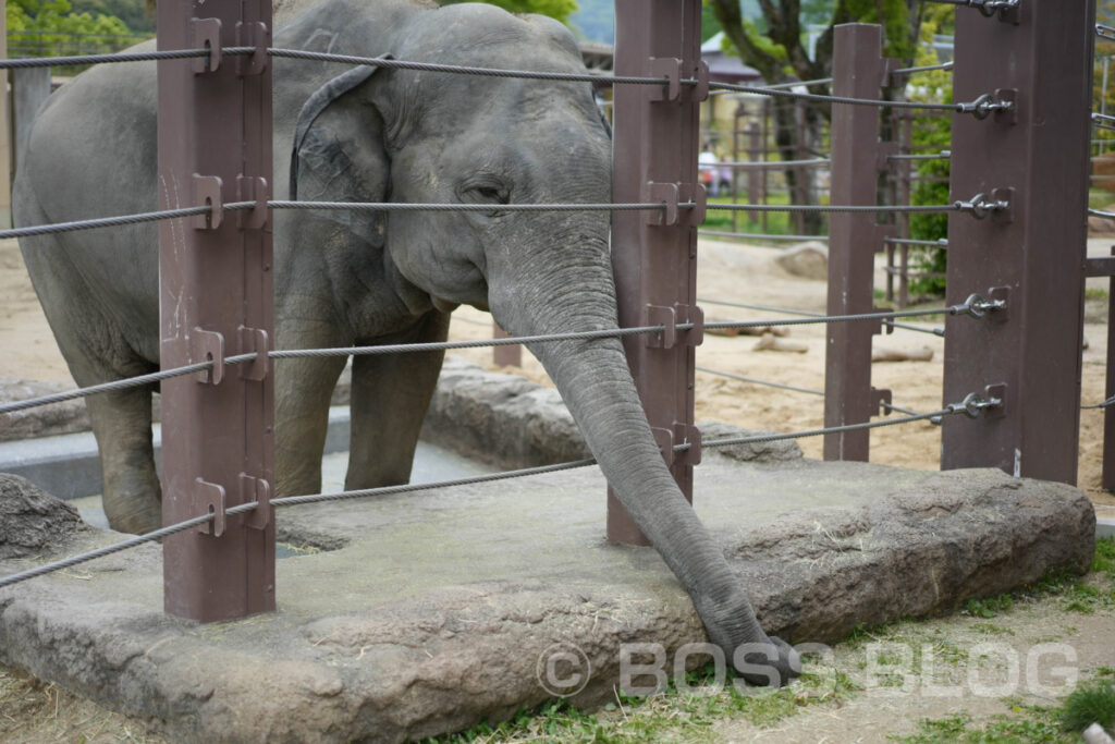 徳山動物園・のん太鮨