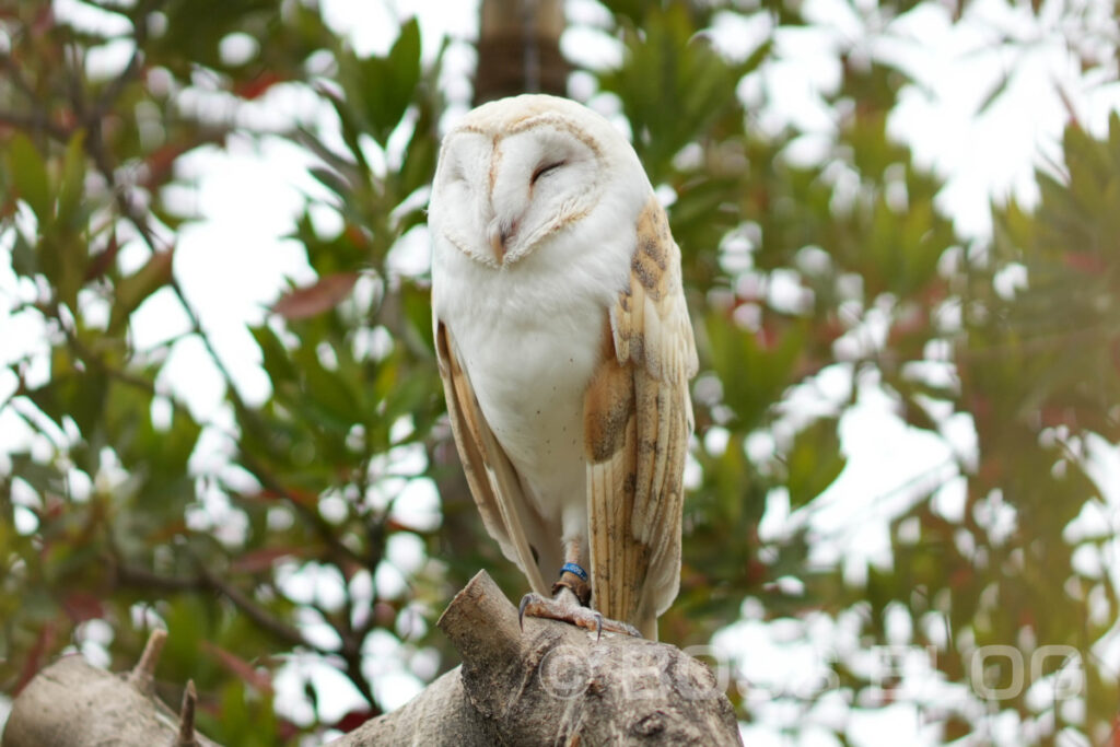 徳山動物園・のん太鮨