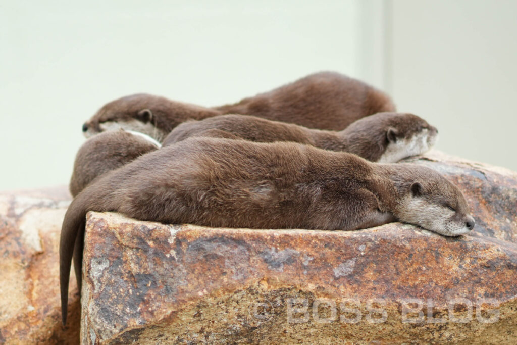 徳山動物園・のん太鮨