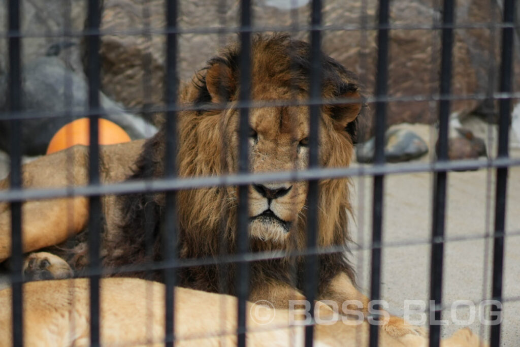 徳山動物園・のん太鮨