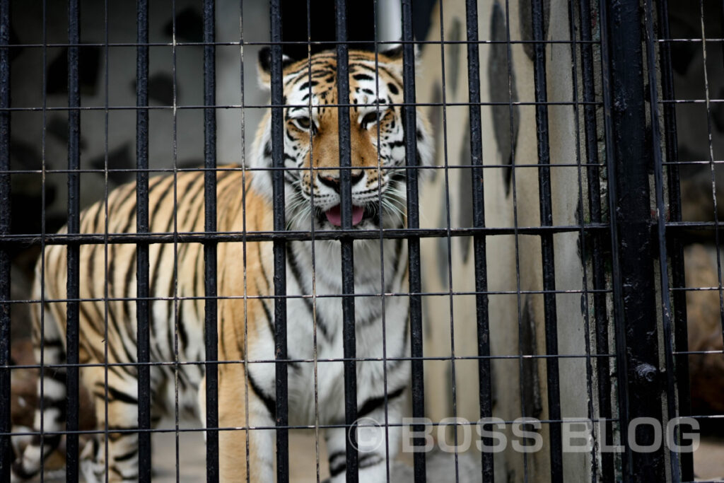 徳山動物園・のん太鮨