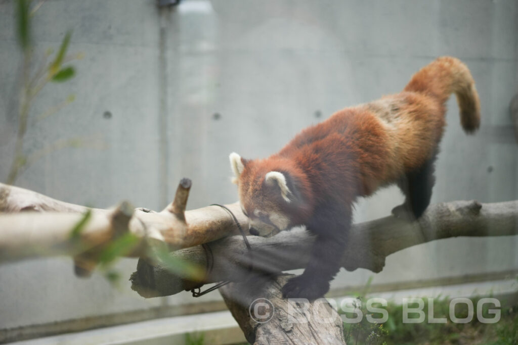 徳山動物園・のん太鮨