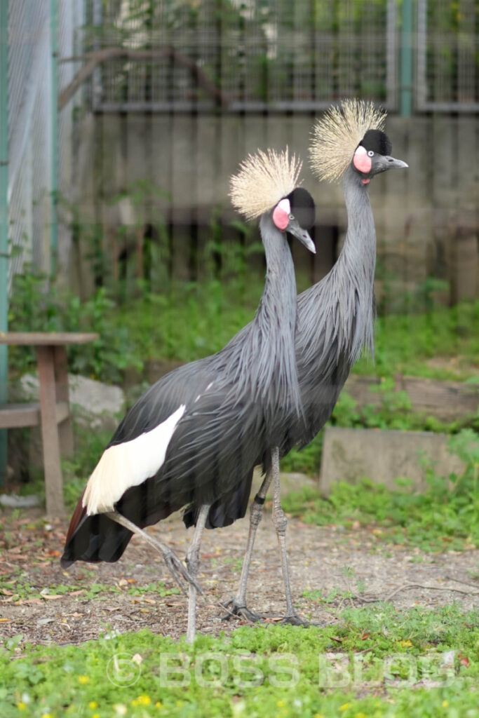 徳山動物園・のん太鮨