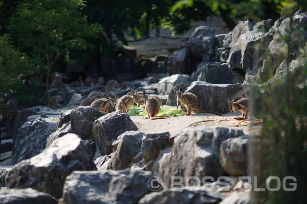 北九州市立響灘緑地・グリーンパーク・バラ園