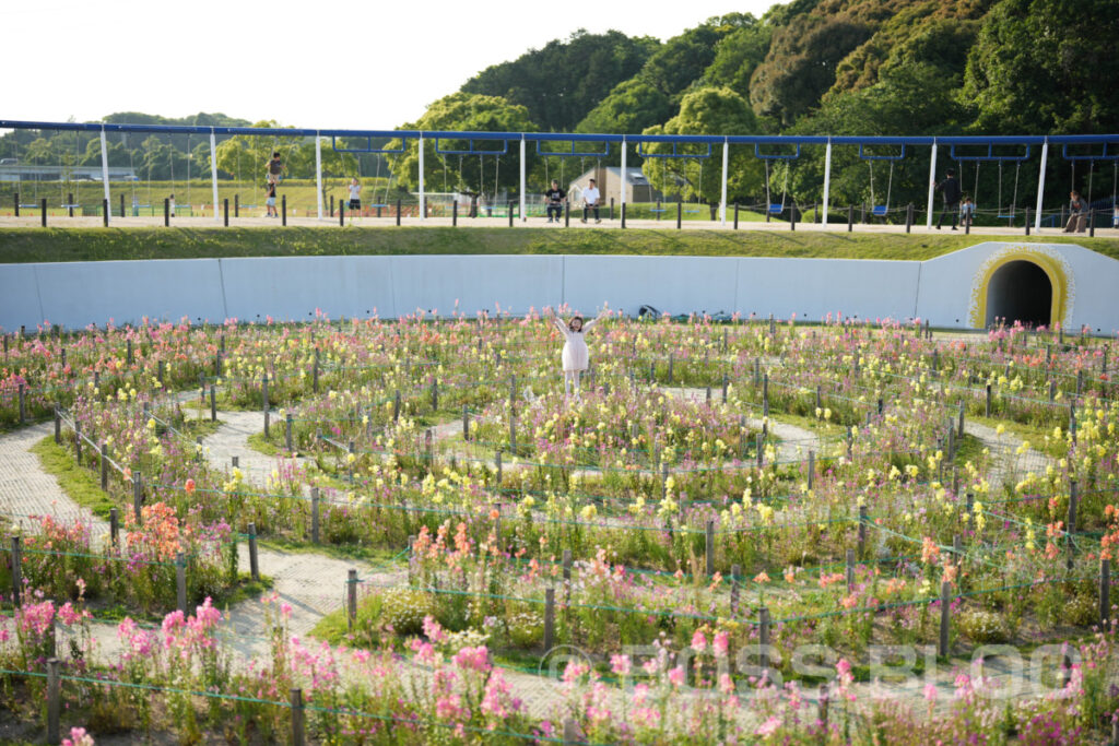 北九州市立響灘緑地・グリーンパーク・バラ園