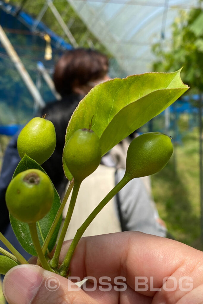 寺畑農園・鮮圭