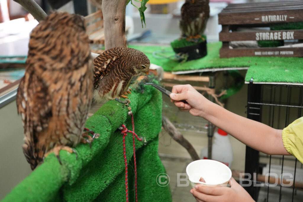 ふくろうカフェ アウルの城