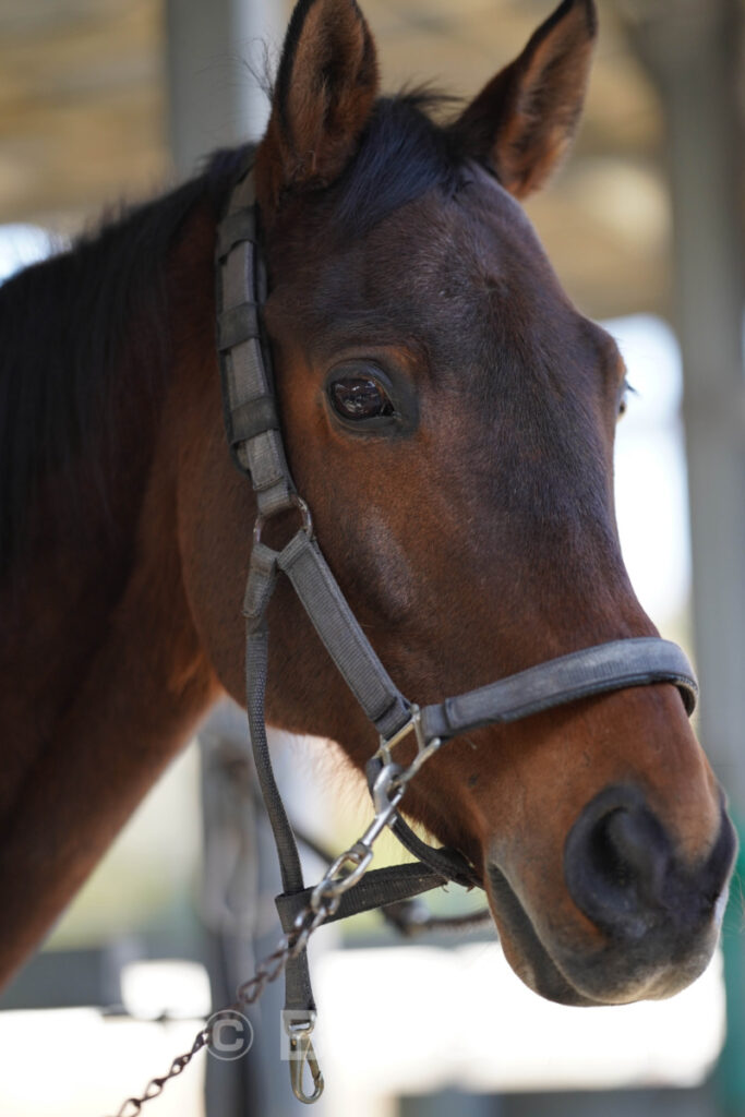 とようらナビ・川棚乗馬クラブ