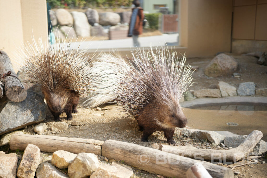 周南市徳山動物園