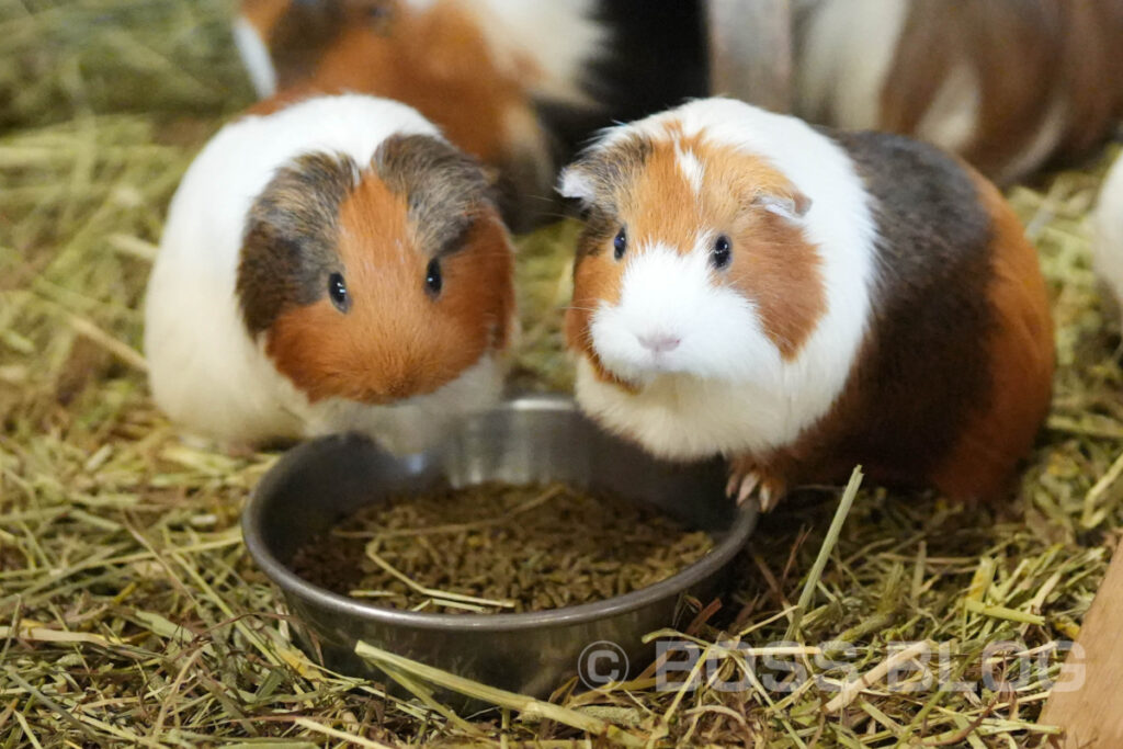 周南市徳山動物園