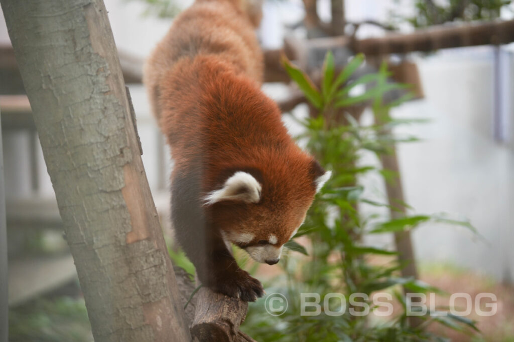 周南市徳山動物園