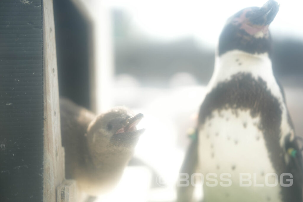 周南市徳山動物園