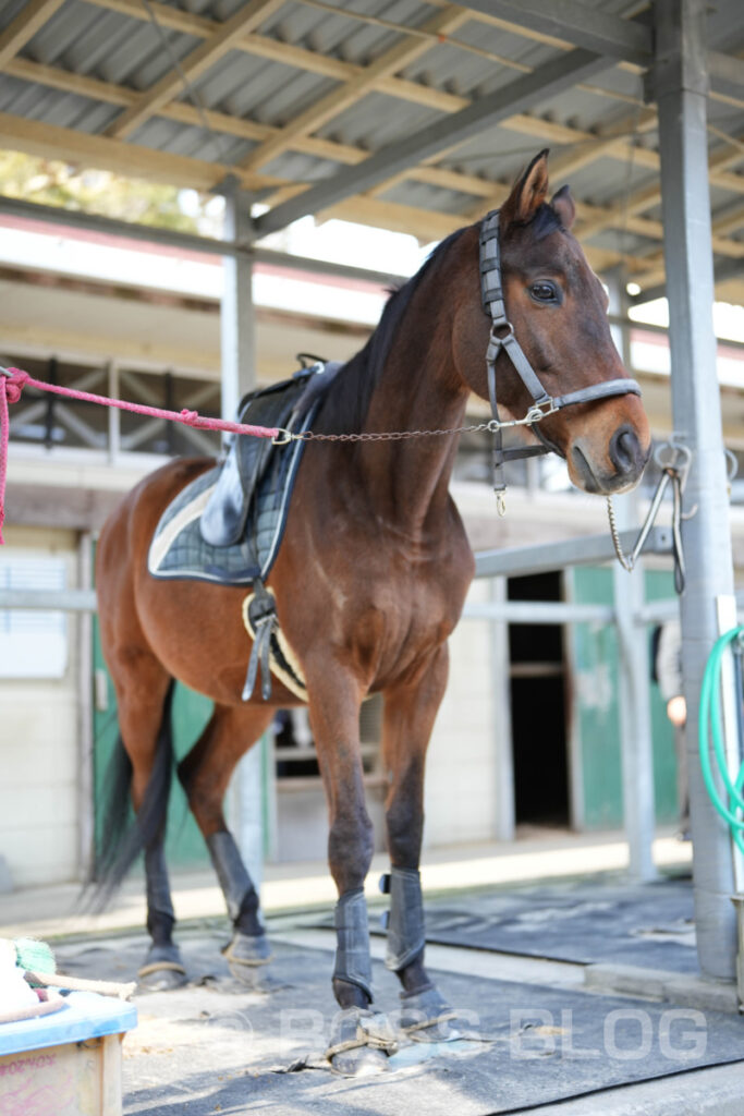 とようらナビ・川棚乗馬クラブ