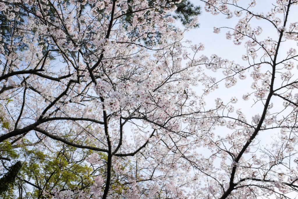 宇部市・ときわ公園